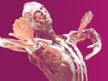 copertina mostra body worlds